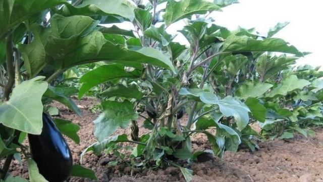 Баклажаны (50 фото): выращивание и уход в открытом грунте, посадка на рассаду, как правильно ухаживать