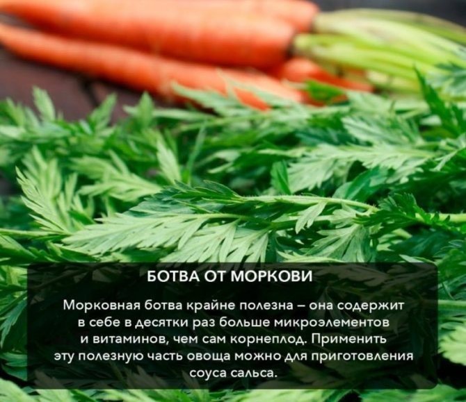 Морковная ботва чем полезна для здоровья человека