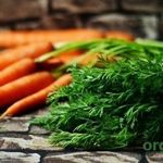 Ботва моркови: полезные свойства и противопоказания