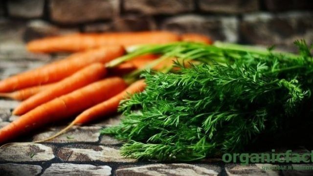 Ботва моркови: полезные свойства и противопоказания