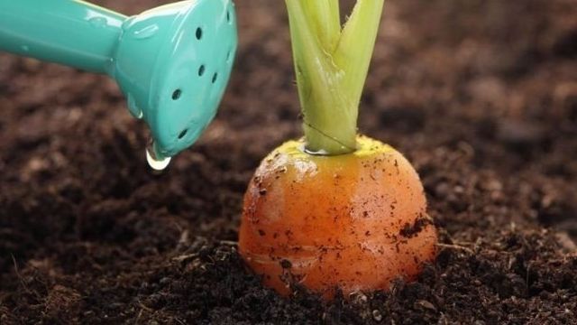 Как часто поливать морковь в открытом грунте и когда прекращать