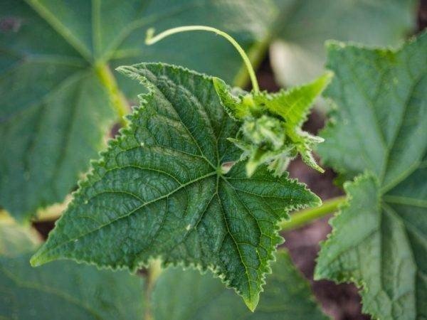Хлороз листьев огурцов лечение