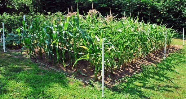 Капельное орошение кукурузы