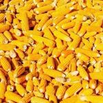 Как сажать кукурузу в открытый грунт семенами в подмосковье