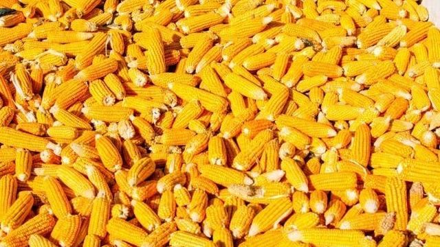 Как сажать кукурузу в открытый грунт семенами в подмосковье