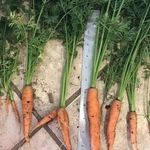 Как сохранить морковь зимой в погребе, квартире или подвале