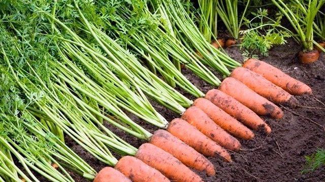 Как выращивать морковь рассадой