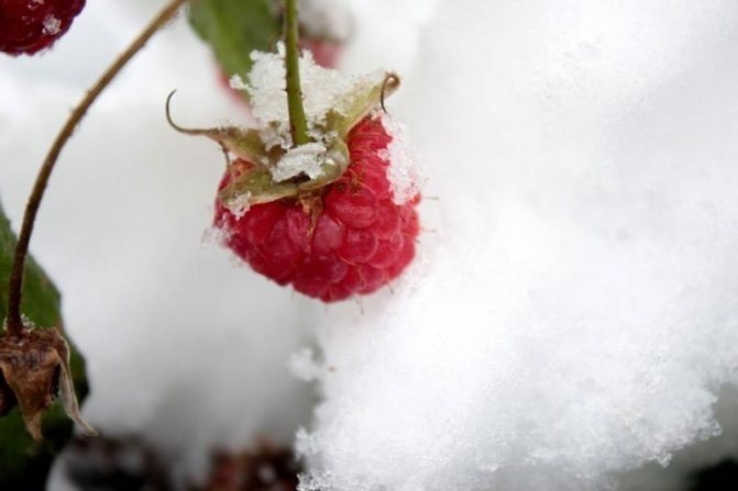 Ягоды малины на снегу