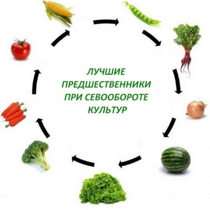 Таблица севооборота овощных культур