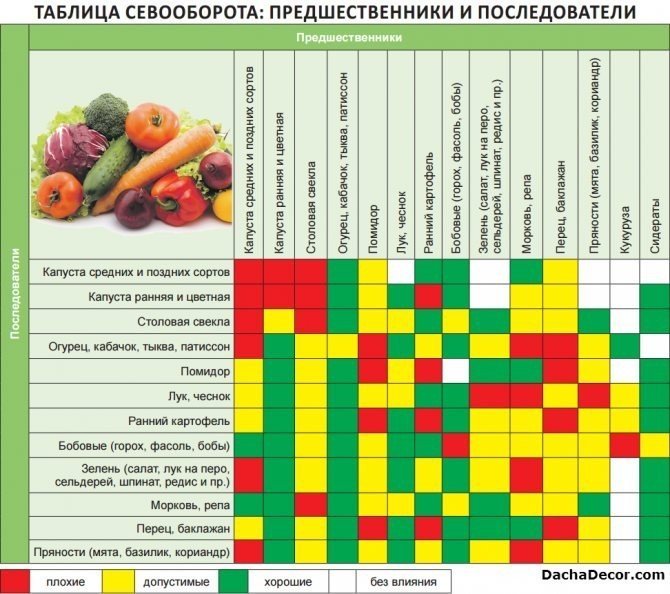 Таблица совместимости растений на грядке