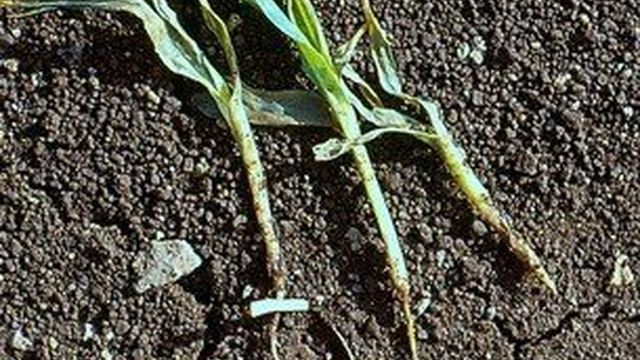 Болезнь черная ножка: фото, описание, как бороться с болезнью картофеля и других растений