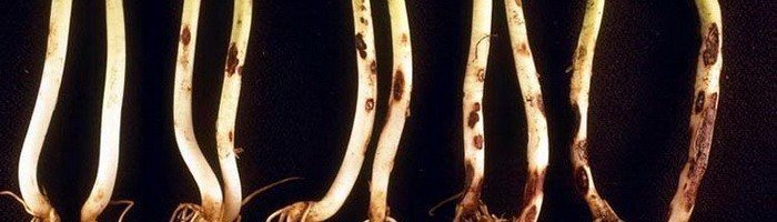 Ризоктониоз – rhizoctonia tuliparum пион
