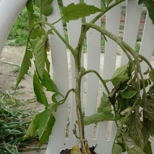 Увядание листьев рассады томатов