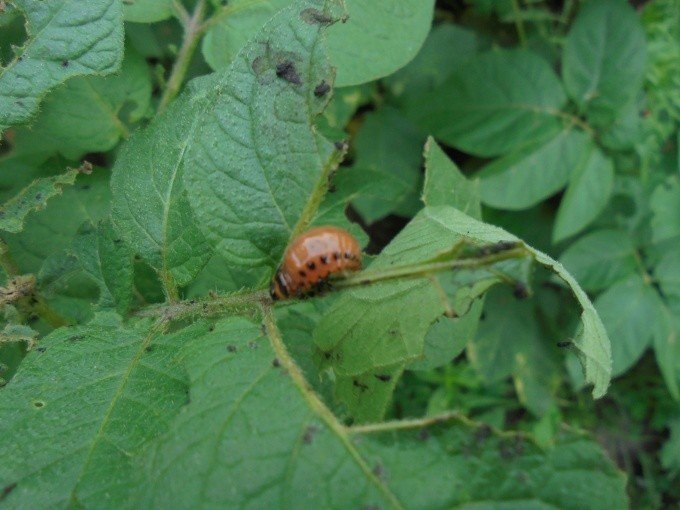 Колорадский жук и личинка на кусту