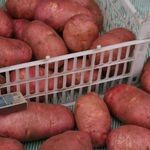 Характеристика и описание картофеля “Любава”