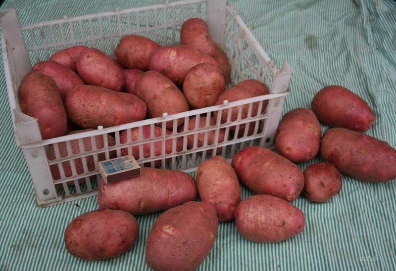 Ред скарлет картофель характеристика