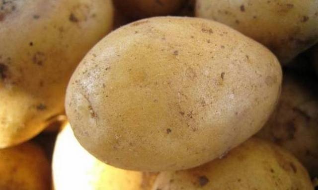 Сорт картофеля сарма