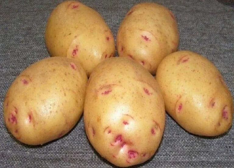 Сорт картофеля соточка