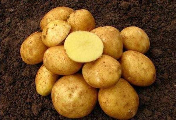 Семенной картофель винета