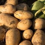 Картофель Лабадия: характеристики сорта, урожайность, отзывы