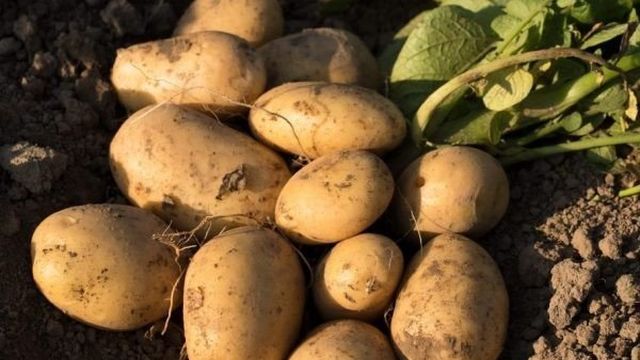 Картофель Лабадия: характеристики сорта, урожайность, отзывы