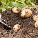 Картофель Лидер: характеристики сорта, урожайность, отзывы
