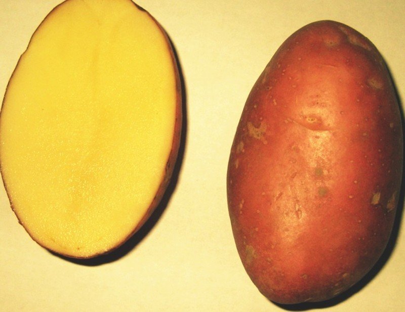 Сорт картофеля манифест