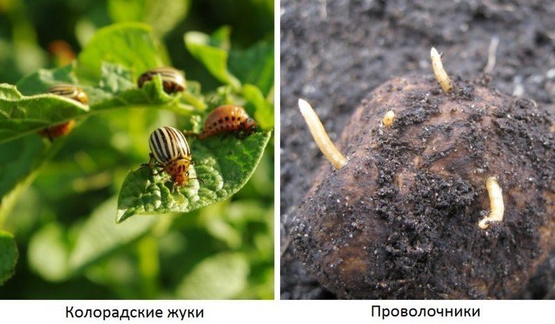 Колорадский жук вредитель картофеля