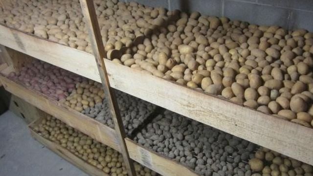 Нандина: описание сорта картофеля, характеристики, агротехника