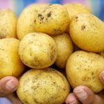 Картофель: польза или вред для организма человека?