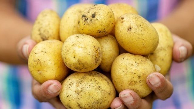 Картофель: польза или вред для организма человека?