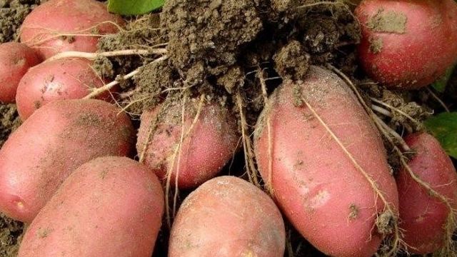 О картофеле Розалинд: описание семенного сорта, характеристики, агротехника