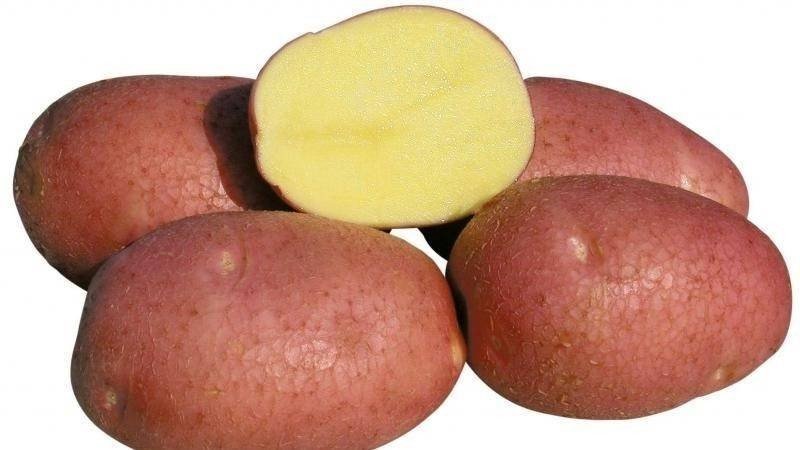 Картофель семенной беллароза