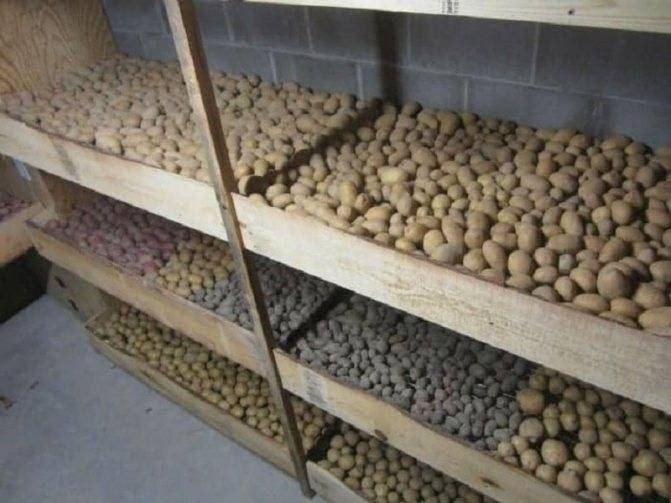 Полки для хранения картофеля в погребе