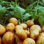 Описание и характеристика картофеля сорта Елизавета, правила посадки и ухода