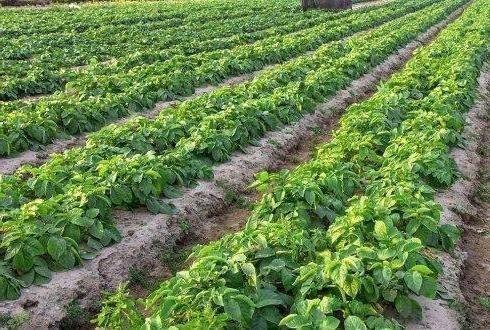 Голландская технология возделывания картофеля