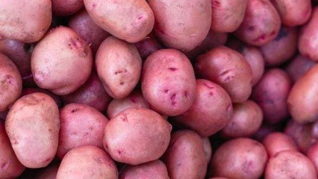 Картофель Киви: описание и характеристика сорта, урожайность с фото