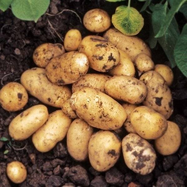 Сорт картофеля бернина