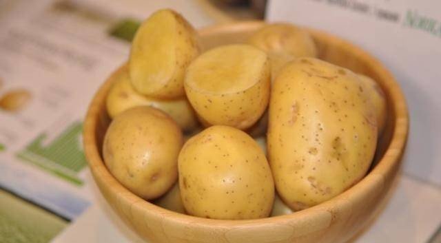 Сорт картофеля бульба
