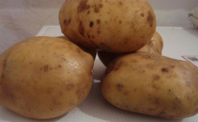 Сорт картофеля коломбо