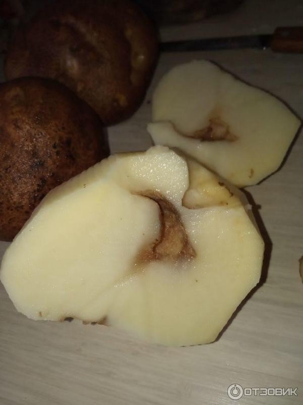 Стеблевая нематода картофеля ditylenchus destructor