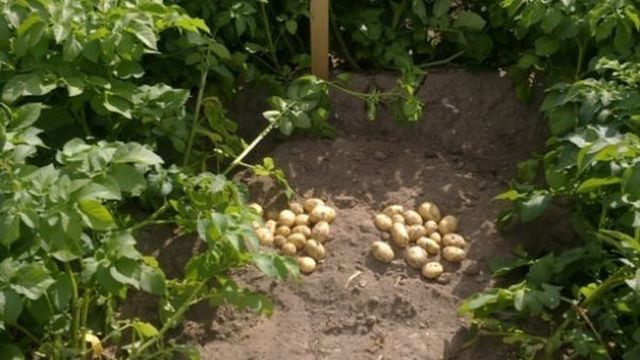 Описание универсального сорта картофеля на все случаи жизни — «Тоскана»