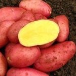 Перспективный голландец — сорт картофеля «Ред Фэнтези»