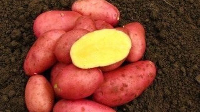 Перспективный голландец — сорт картофеля «Ред Фэнтези»