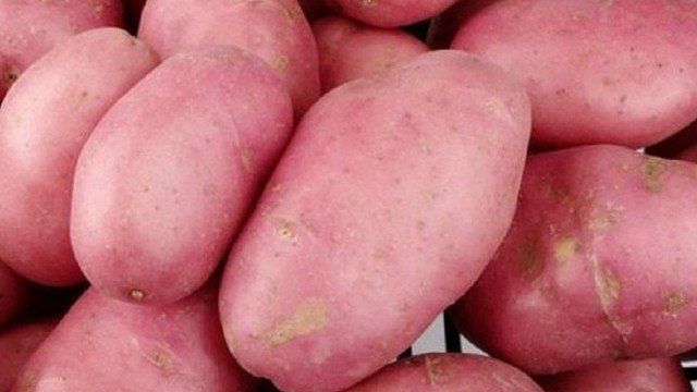 Подробная характеристика картофеля «Дезире» — его происхождение, описание сорта и наглядные фото