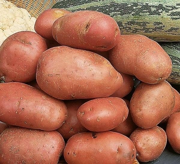 Сорт картофеля мерлот