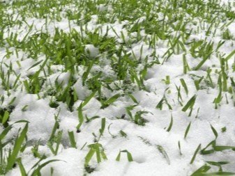 Трава пробивается через снег