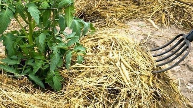 Урожай с Шотландских гор — описание и характеристики сорта картофеля «Повелитель просторов»