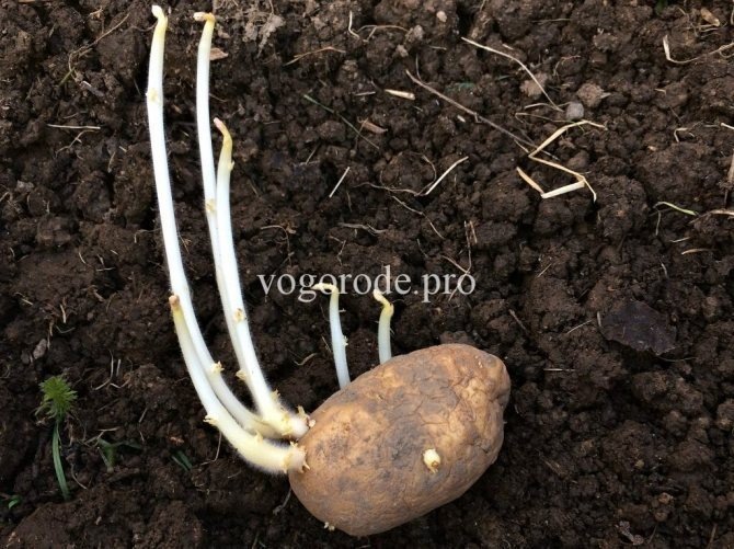 Посадка картофеля с длинными ростками