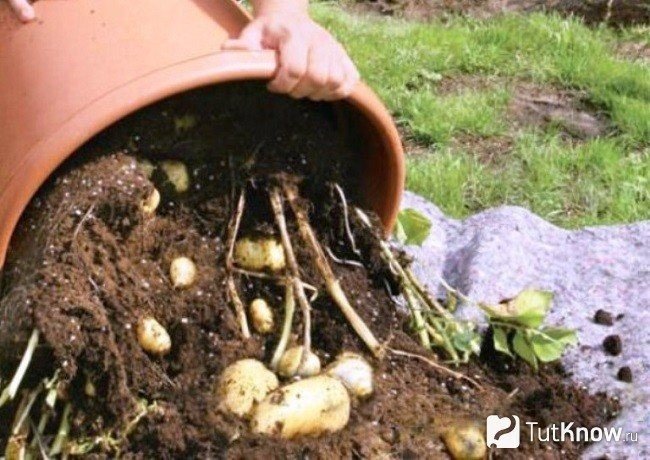 Вырастить картошку в ведре